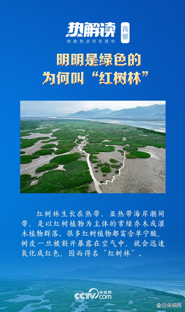 红树林边的瞩望（把红树林保护好）